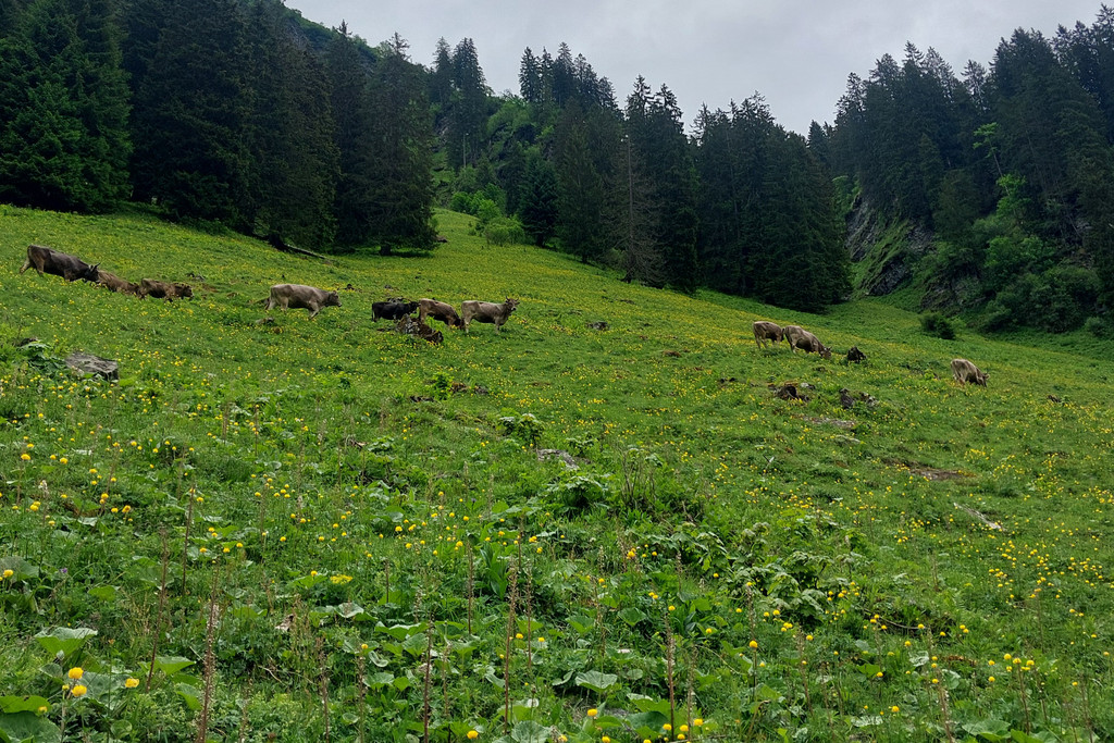 Alp Ankunft